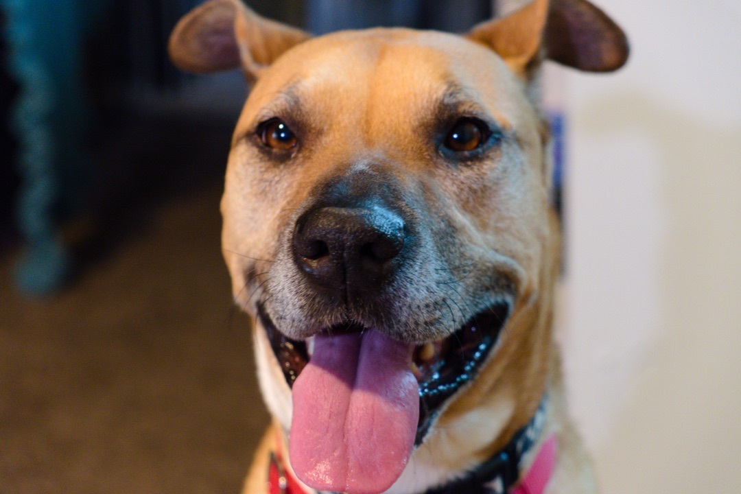 Penny, an adoptable Boxer in Silvana, WA, 98287 | Photo Image 3