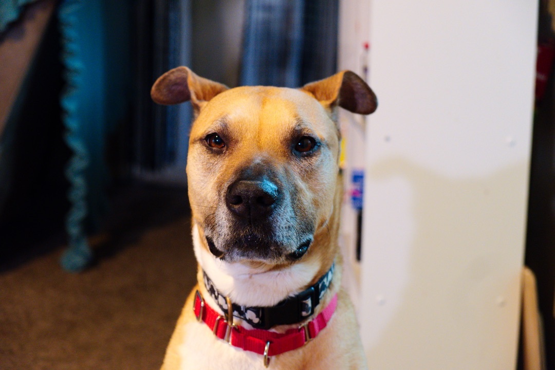 Penny, an adoptable Boxer in Silvana, WA, 98287 | Photo Image 4