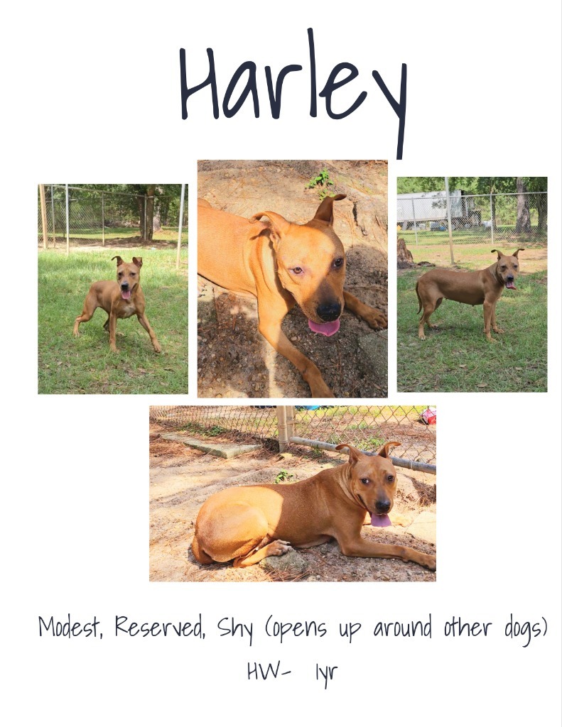 Harley, an adoptable Pit Bull Terrier, Mixed Breed in Albany, GA, 31706 | Photo Image 1