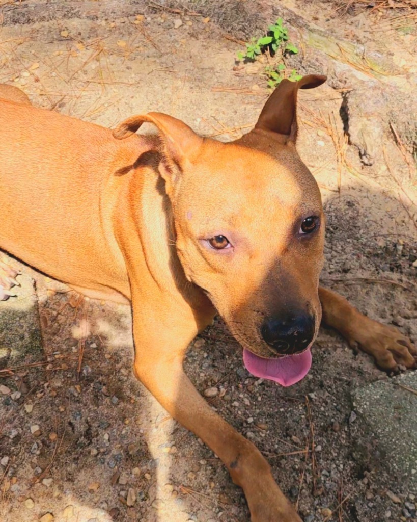 Harley, an adoptable Pit Bull Terrier, Mixed Breed in Albany, GA, 31706 | Photo Image 2