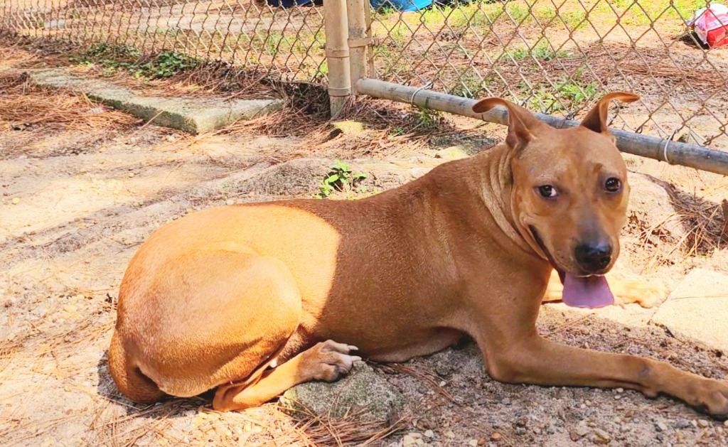 Harley, an adoptable Pit Bull Terrier, Mixed Breed in Albany, GA, 31706 | Photo Image 3