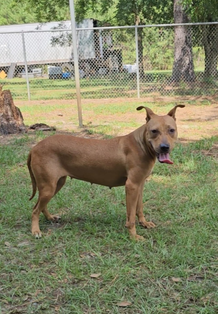 Harley, an adoptable Pit Bull Terrier, Mixed Breed in Albany, GA, 31706 | Photo Image 4