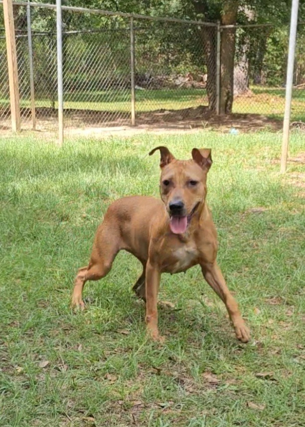 Harley, an adoptable Pit Bull Terrier, Mixed Breed in Albany, GA, 31706 | Photo Image 5