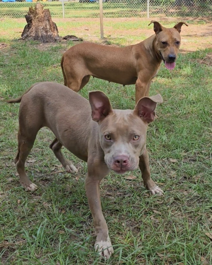 Harley, an adoptable Pit Bull Terrier, Mixed Breed in Albany, GA, 31706 | Photo Image 6