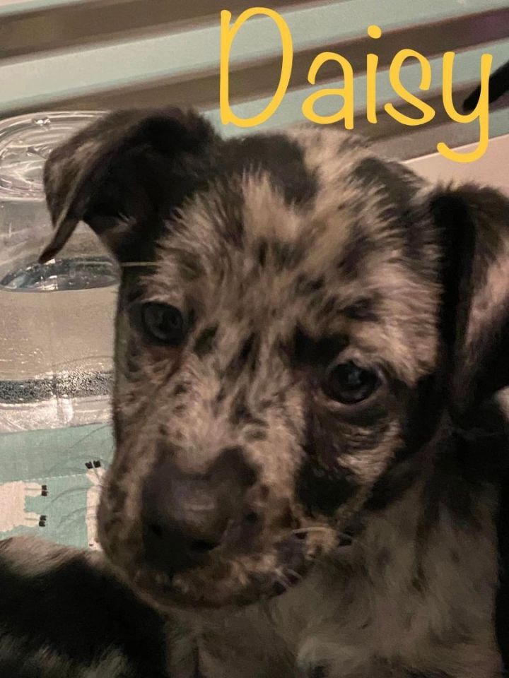 catahoula leopard dog blue heeler mix