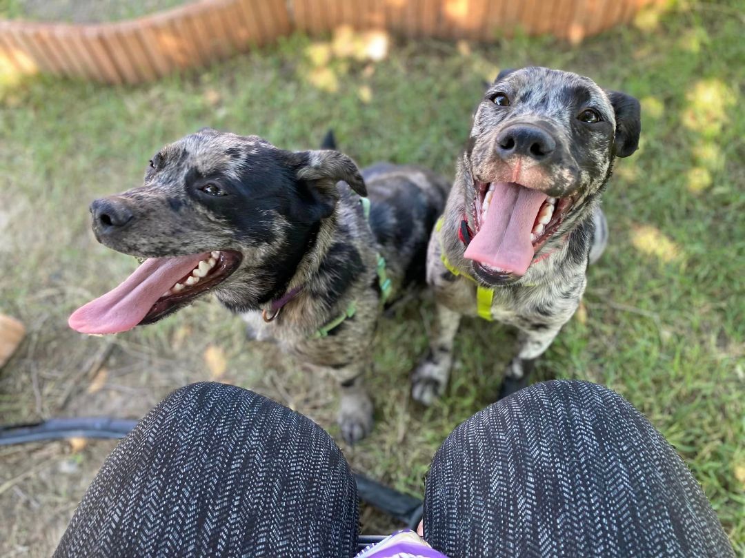 Daisy, an adoptable Catahoula Leopard Dog, Australian Cattle Dog / Blue Heeler in Sheridan, WY, 82801 | Photo Image 4