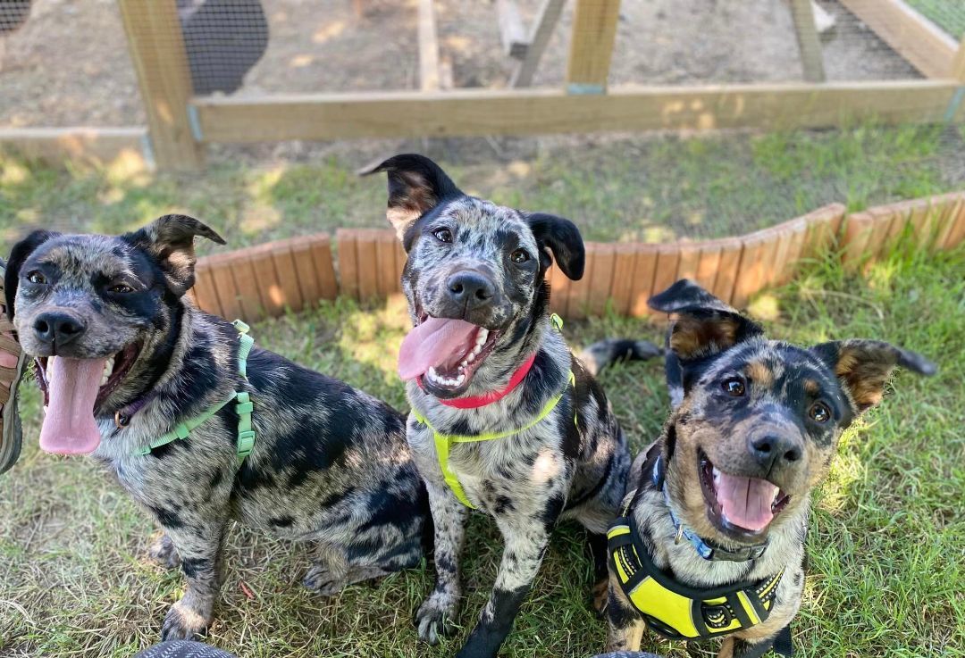 Dixie, an adoptable Catahoula Leopard Dog, Australian Cattle Dog / Blue Heeler in Sheridan, WY, 82801 | Photo Image 5