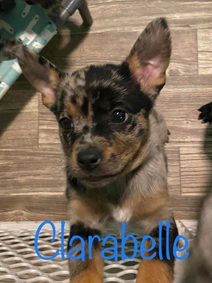 Chihuahua sales catahoula mix