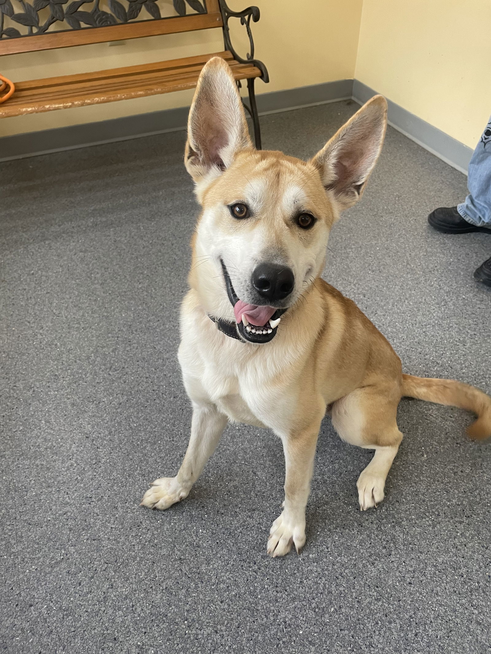 Coney, an adoptable Husky in Covington, VA, 24426 | Photo Image 1