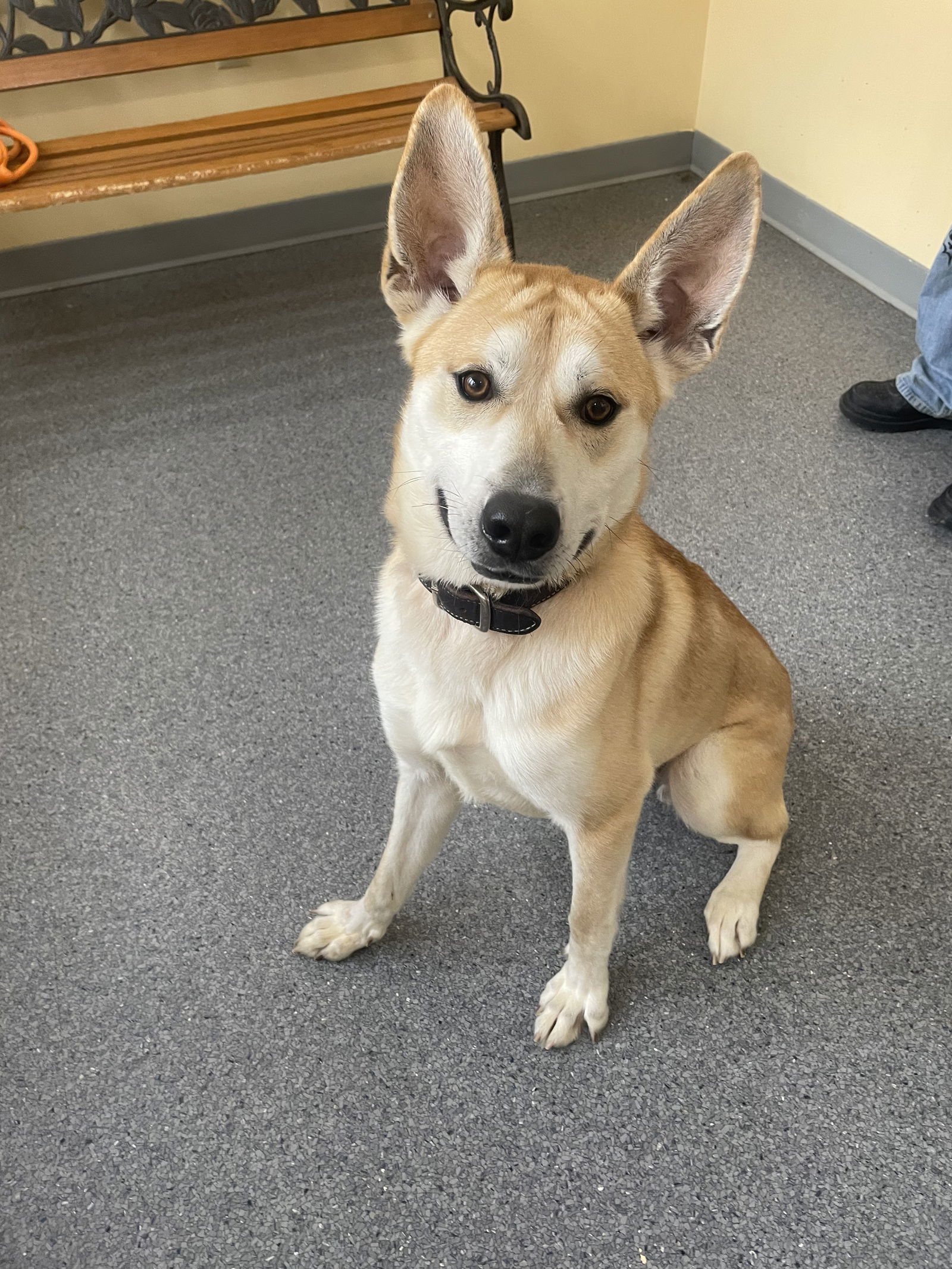 Coney, an adoptable Husky in Covington, VA, 24426 | Photo Image 2