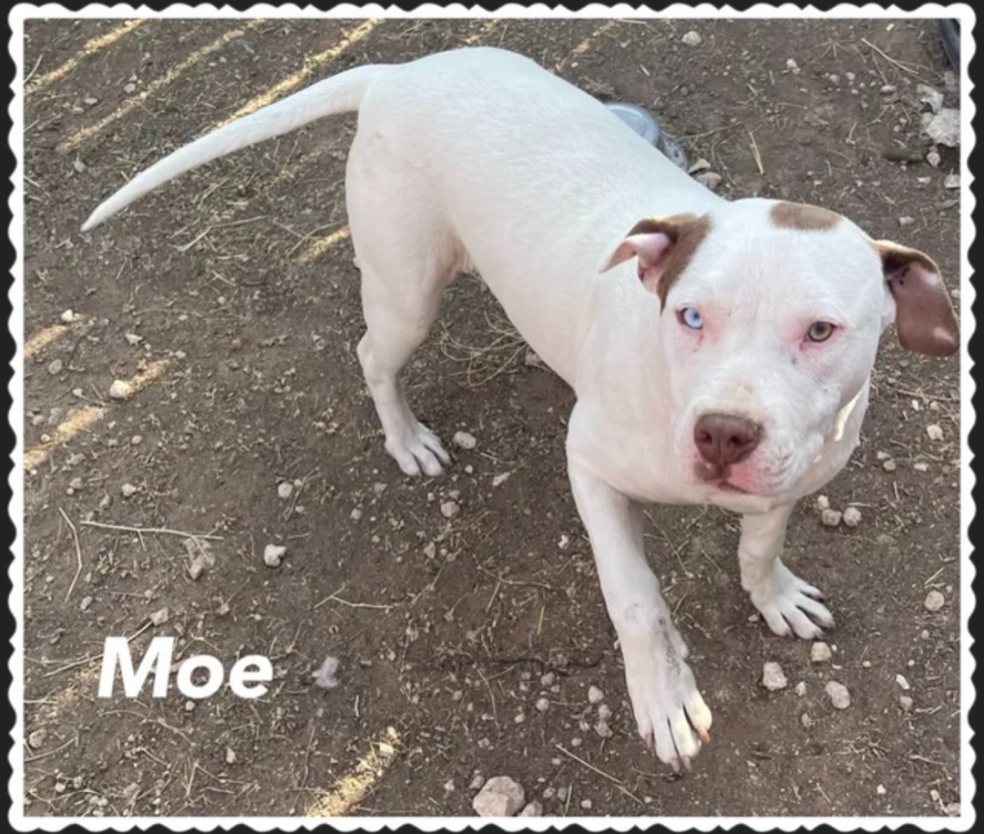 Mo, an adoptable American Staffordshire Terrier in Canyon, TX, 79015 | Photo Image 1