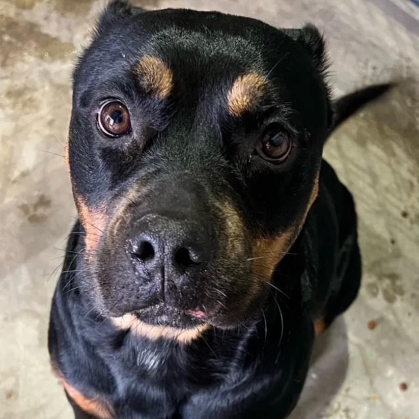 Dog for adoption - Michsa, a Rottweiler in Canyon, TX | Petfinder