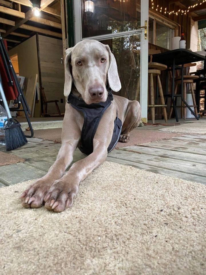 Maggie, an adopted Weimaraner in Charlestown, IN_image-2