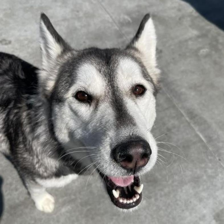 Sophie, an adoptable Husky in Eufaula, OK, 74432 | Photo Image 1