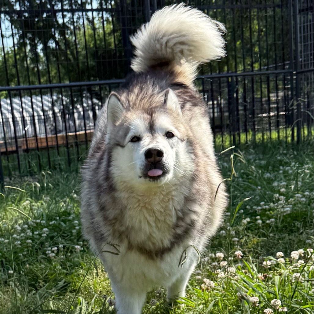 Sophie, an adoptable Husky in Eufaula, OK, 74432 | Photo Image 1