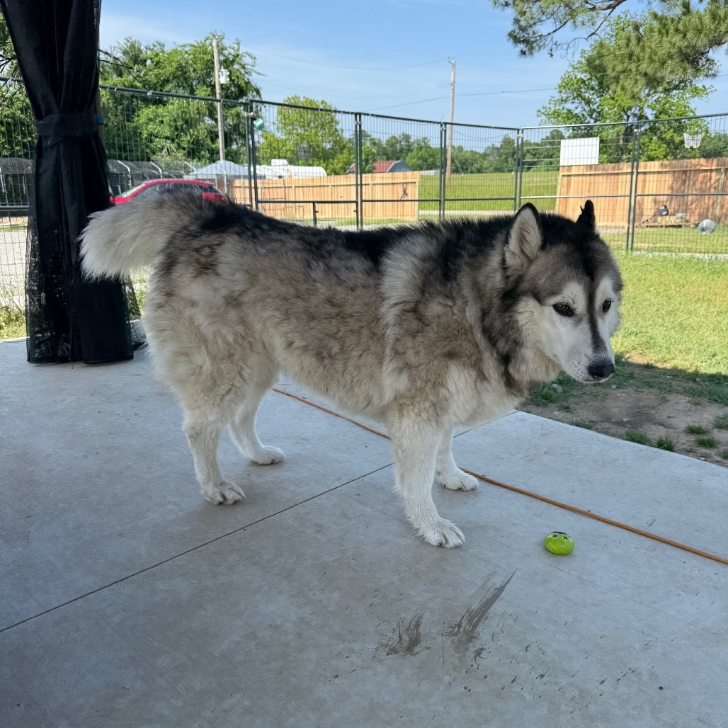 Sophie, an adoptable Husky in Eufaula, OK, 74432 | Photo Image 3