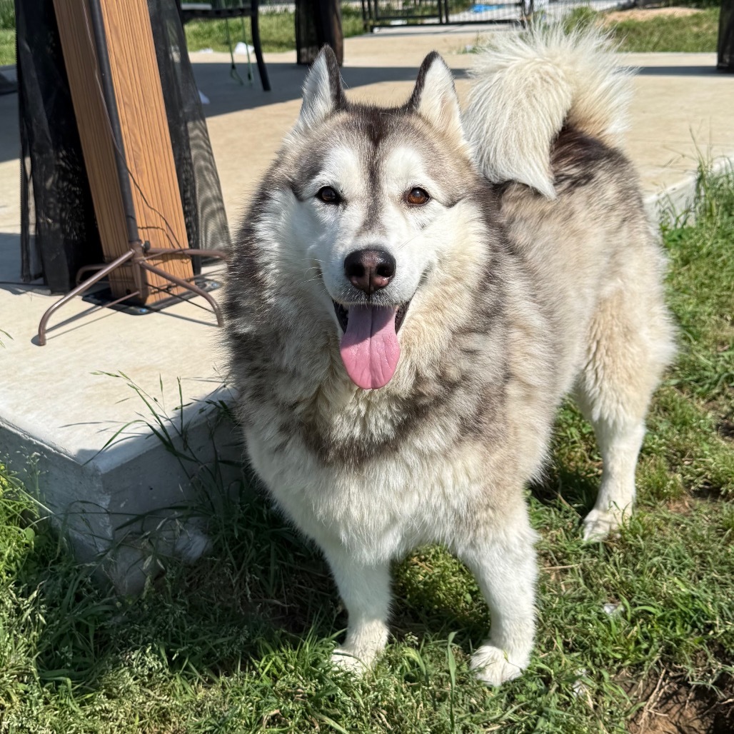 Sophie, an adoptable Husky in Eufaula, OK, 74432 | Photo Image 4