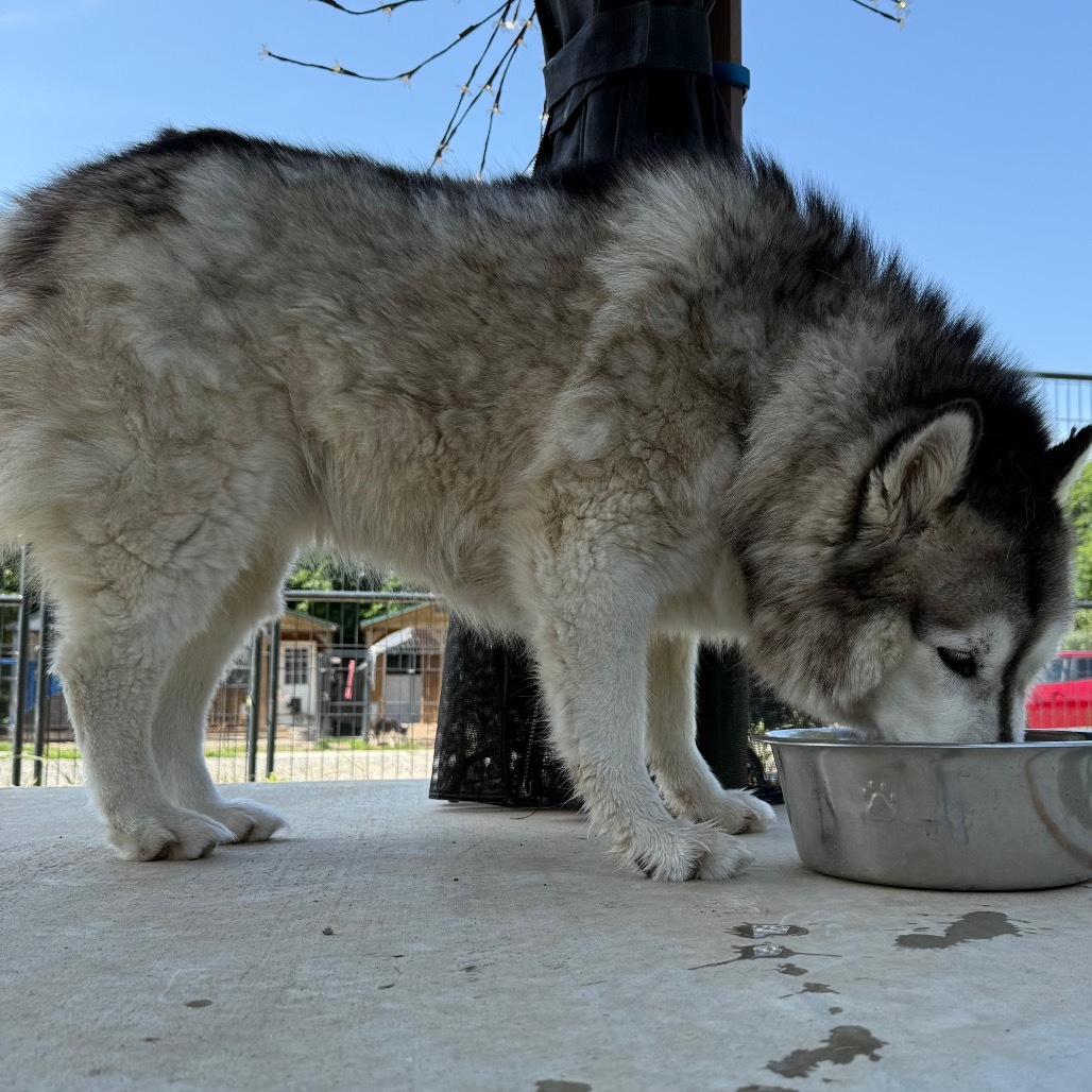 Sophie, an adoptable Husky in Eufaula, OK, 74432 | Photo Image 5