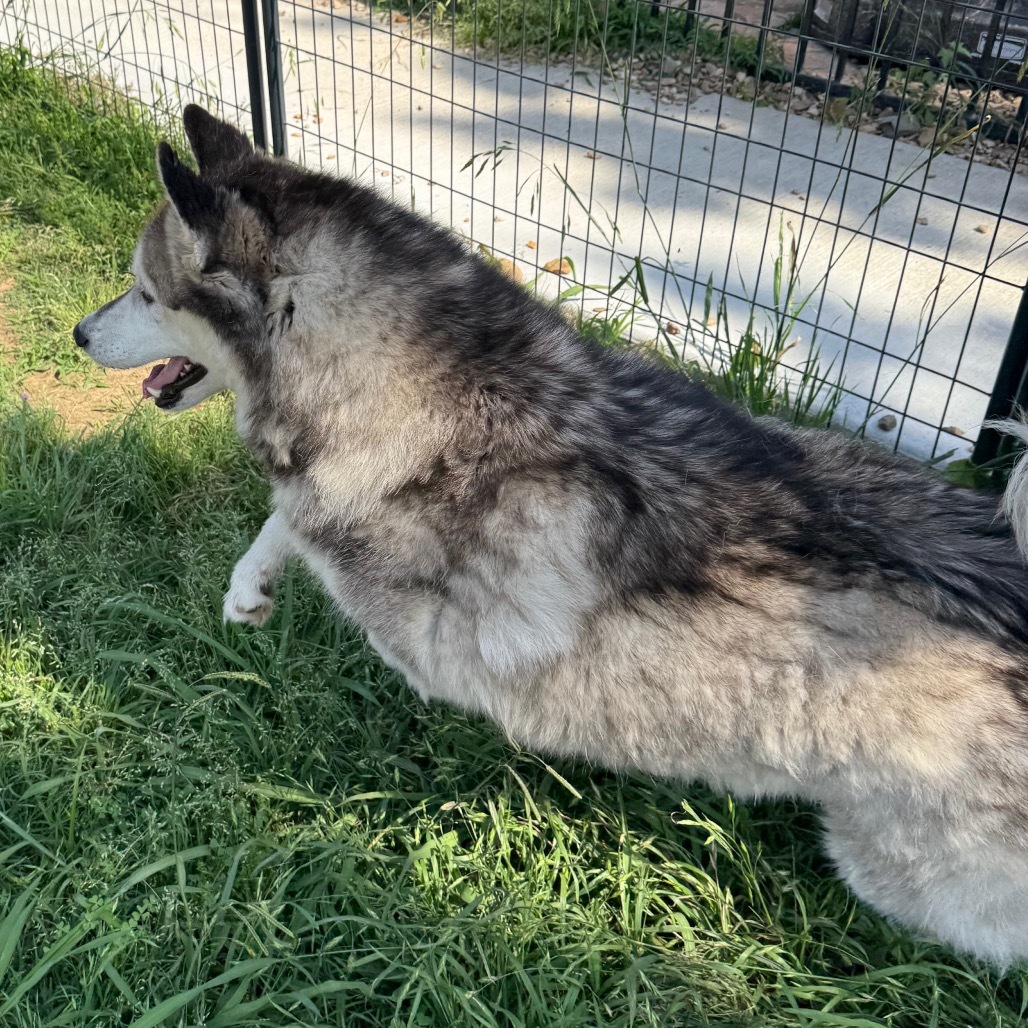 Sophie, an adoptable Husky in Eufaula, OK, 74432 | Photo Image 6