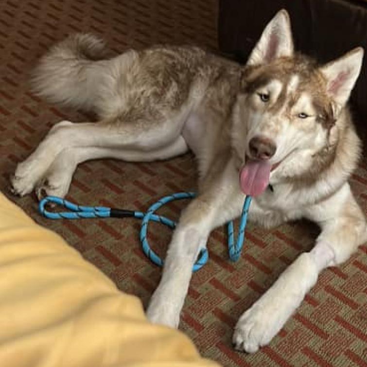 Rusty, an adoptable Husky in Eufaula, OK, 74432 | Photo Image 2