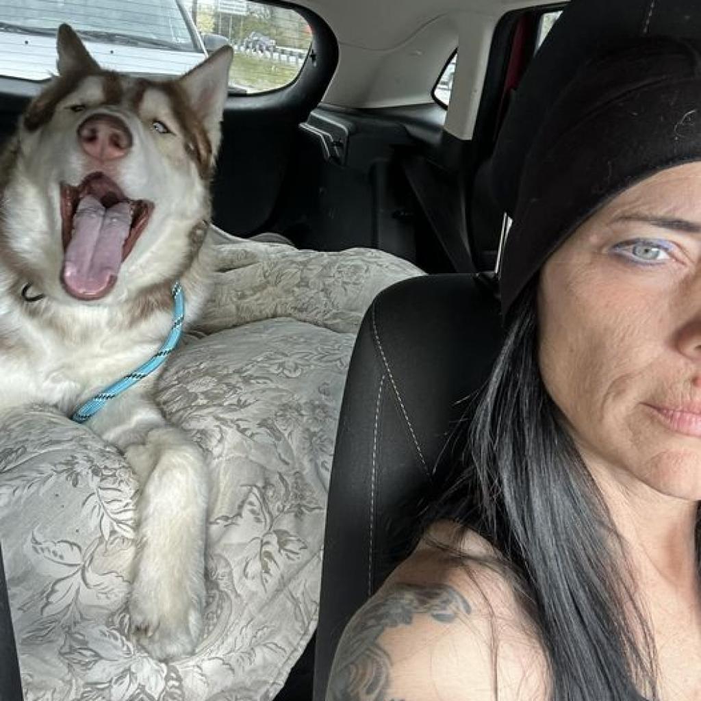 Rusty, an adoptable Husky in Eufaula, OK, 74432 | Photo Image 3