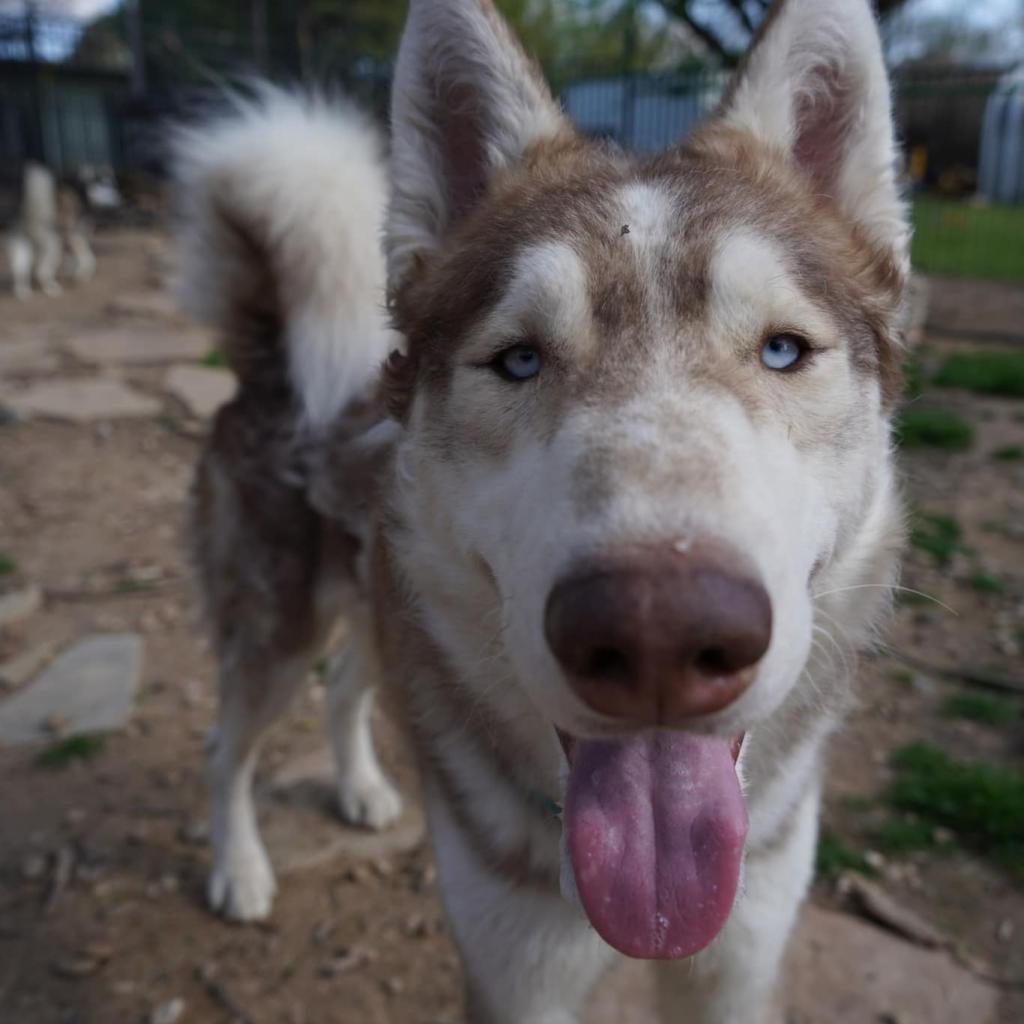 Rusty, an adoptable Husky in Eufaula, OK, 74432 | Photo Image 4