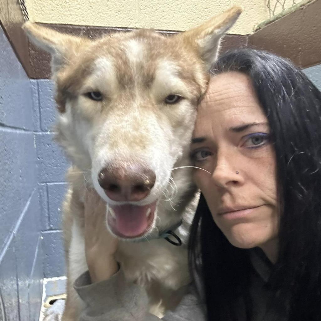 Rusty, an adoptable Husky in Eufaula, OK, 74432 | Photo Image 6