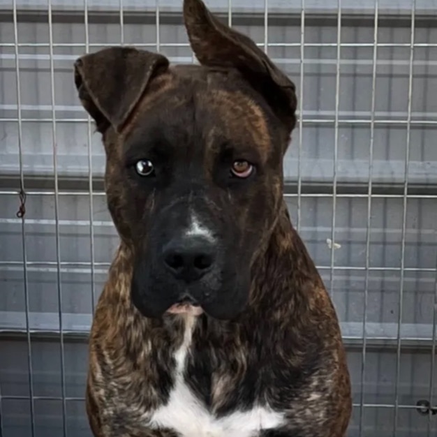 Ceasar , an adoptable Mastiff in Canyon, TX, 79015 | Photo Image 1