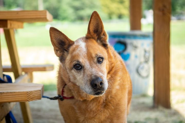 Rusty, an adoptable Cattle Dog in Jacksonville, OR_image-2