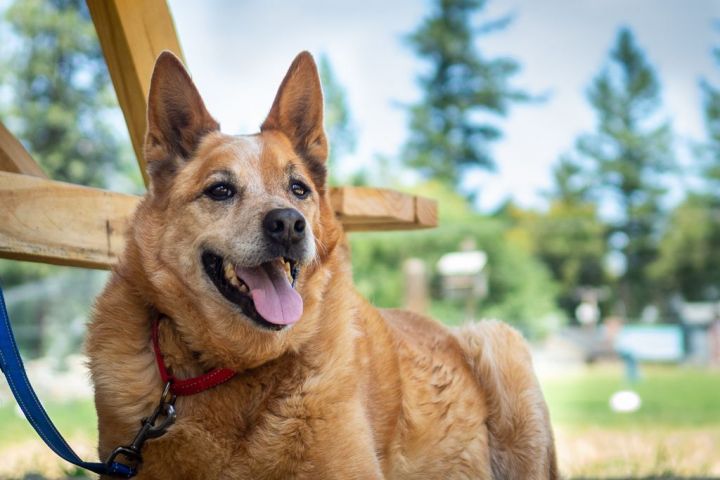 Rusty, an adoptable Cattle Dog in Jacksonville, OR_image-4