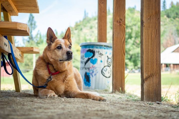 Rusty, an adopted Cattle Dog in Jacksonville, OR_image-4