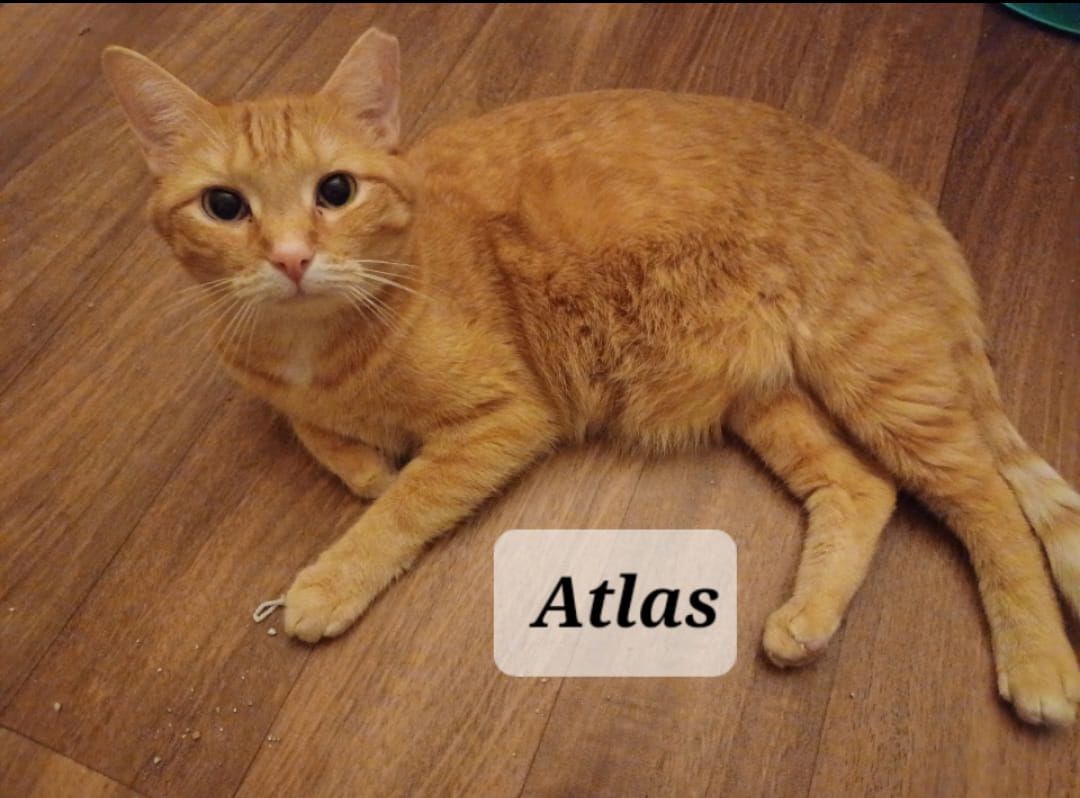 Atlas - shy & loving