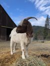 Bernie