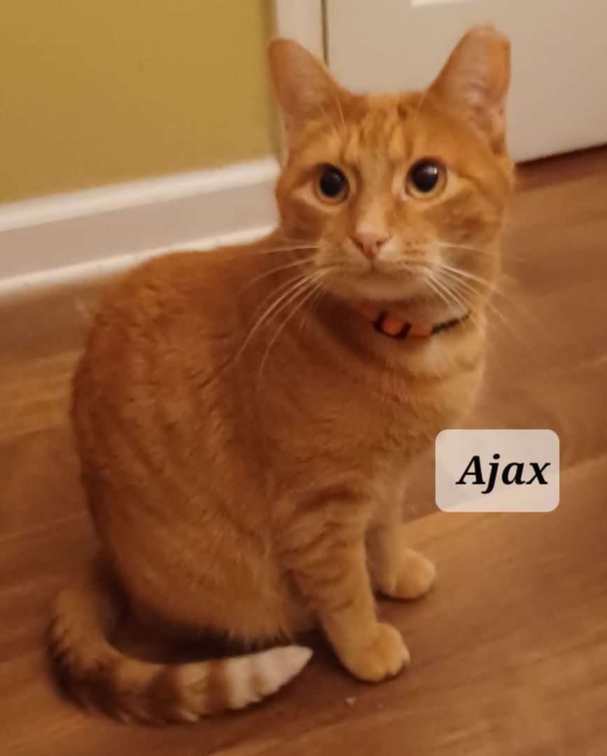 Ajax - shy & loving