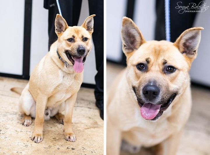 Dog for adoption Nathan, a Chow Chow & German Shepherd Dog Mix in