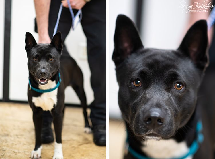 Bear, an adoptable Shepherd in Bartlett, TN, 38135 | Photo Image 1