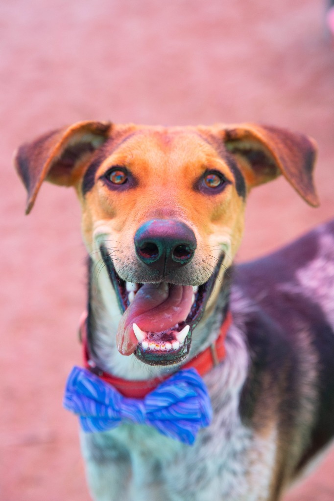 Laoro (Soi Dog), an adoptable Jindo, Hound in Vancouver, BC, V5M 2Y3 | Photo Image 1