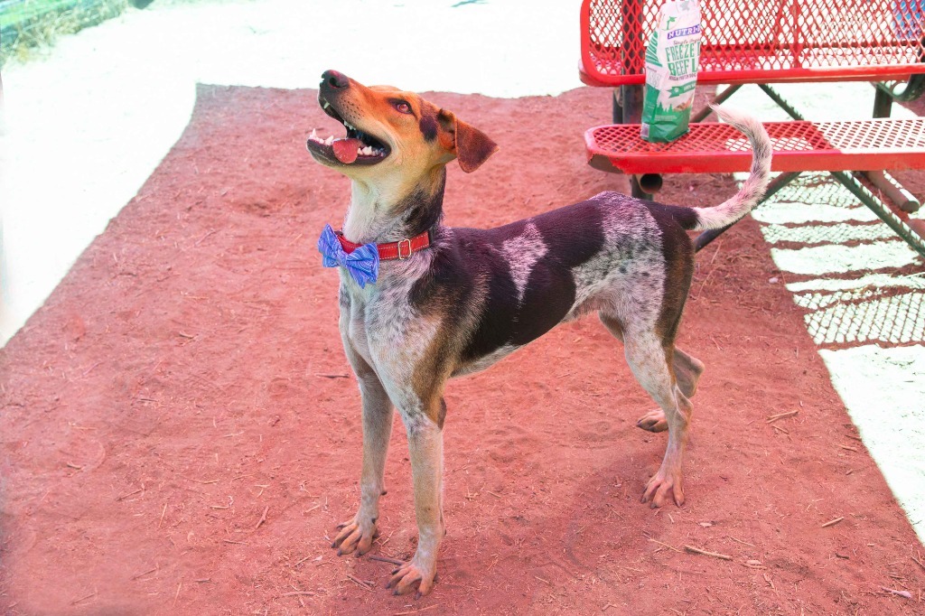 Laoro, an adoptable Jindo, Hound in Vancouver, BC, V5M 2Y3 | Photo Image 2