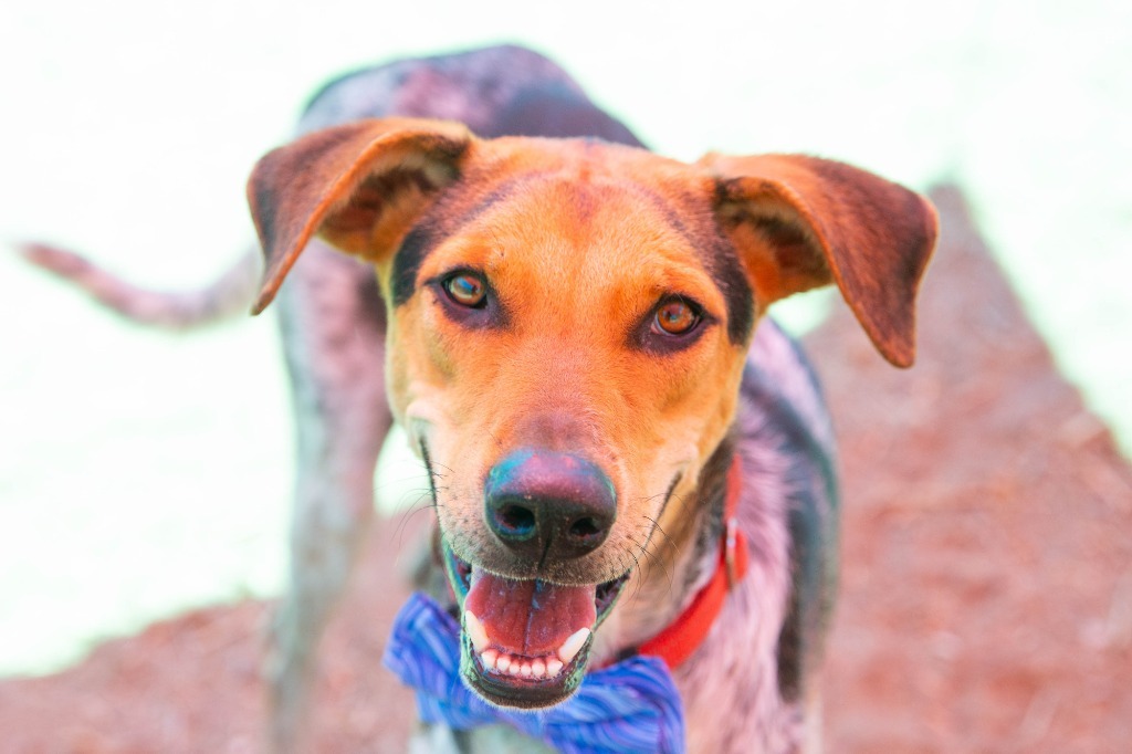 Laoro (Soi Dog), an adoptable Jindo, Hound in Vancouver, BC, V5M 2Y3 | Photo Image 3