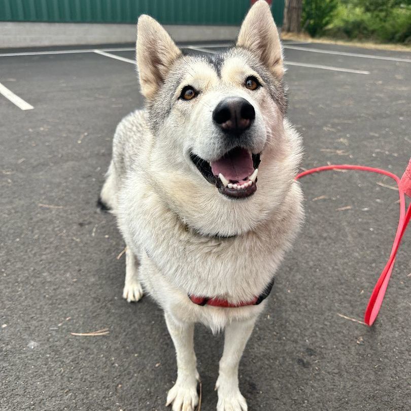 Roxy, an adoptable Husky in Hood River, OR, 97031 | Photo Image 2