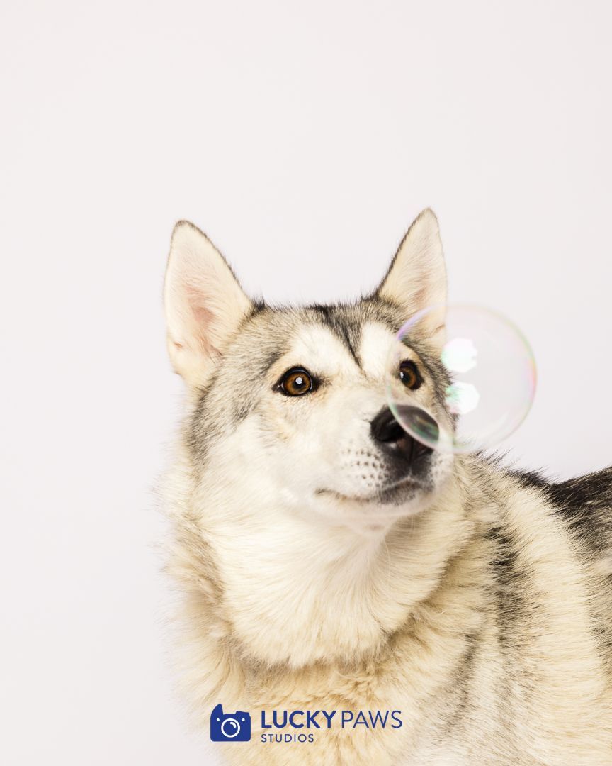 Roxy, an adoptable Husky in Hood River, OR, 97031 | Photo Image 3