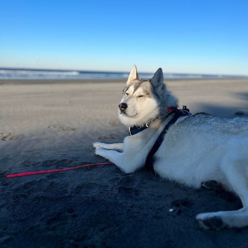 Roxy, an adoptable Husky in Hood River, OR, 97031 | Photo Image 4