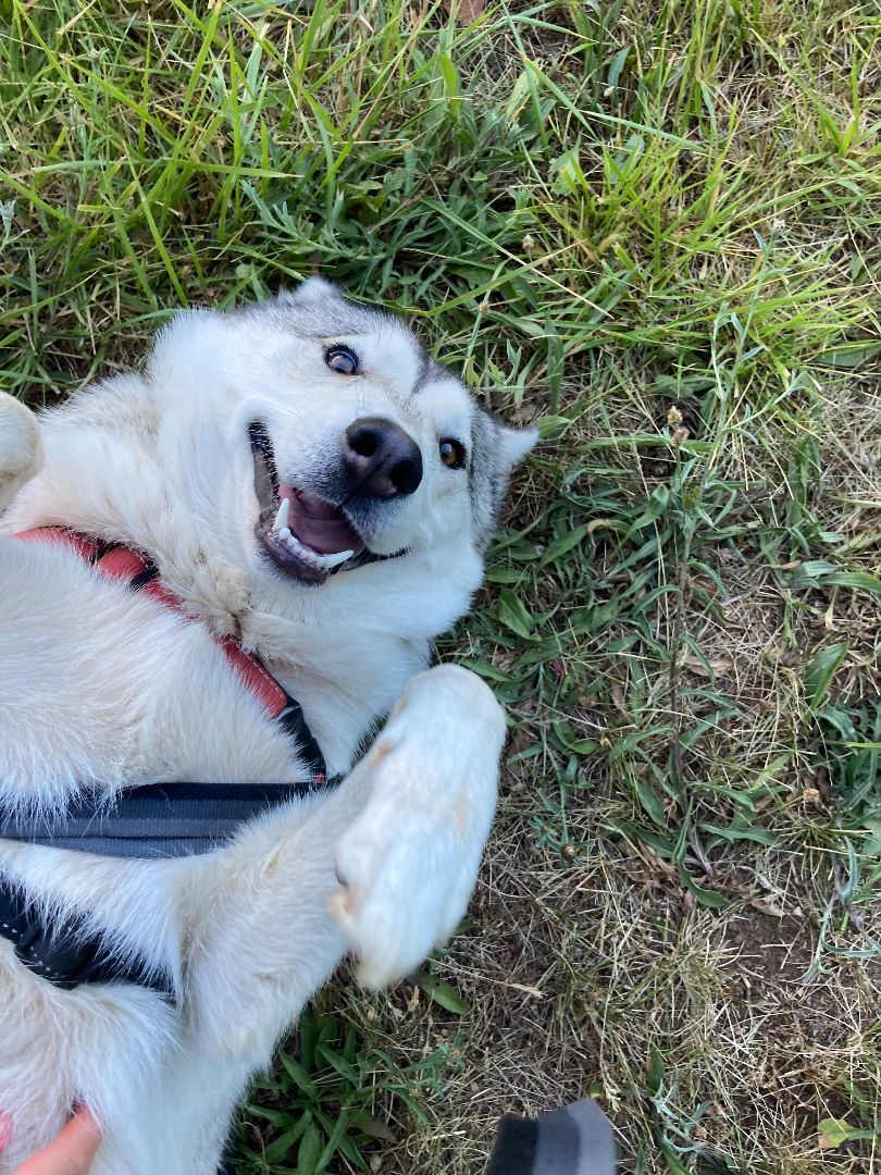 Roxy, an adoptable Husky in Hood River, OR, 97031 | Photo Image 5