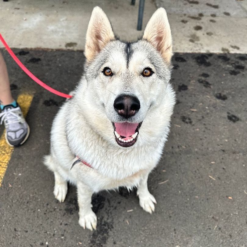 Roxy, an adoptable Husky in Hood River, OR, 97031 | Photo Image 1