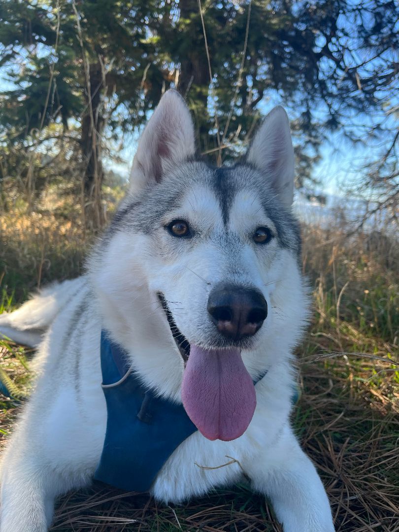 Roxy, an adoptable Husky in Hood River, OR, 97031 | Photo Image 6