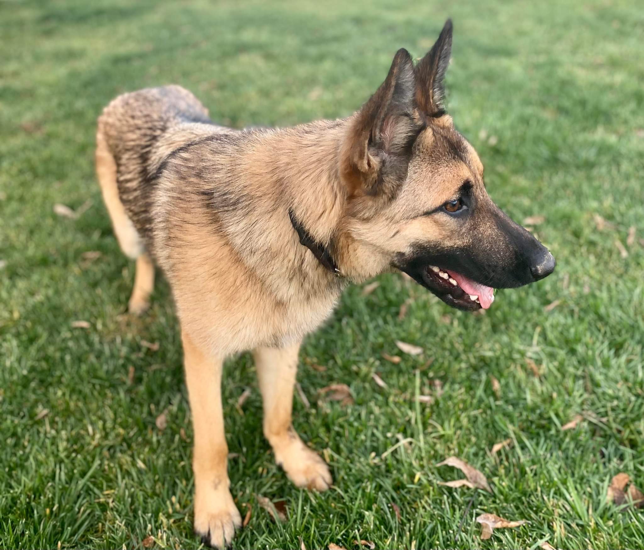 Forrest, an adoptable Belgian Shepherd / Malinois in Vancouver, WA, 98686 | Photo Image 3