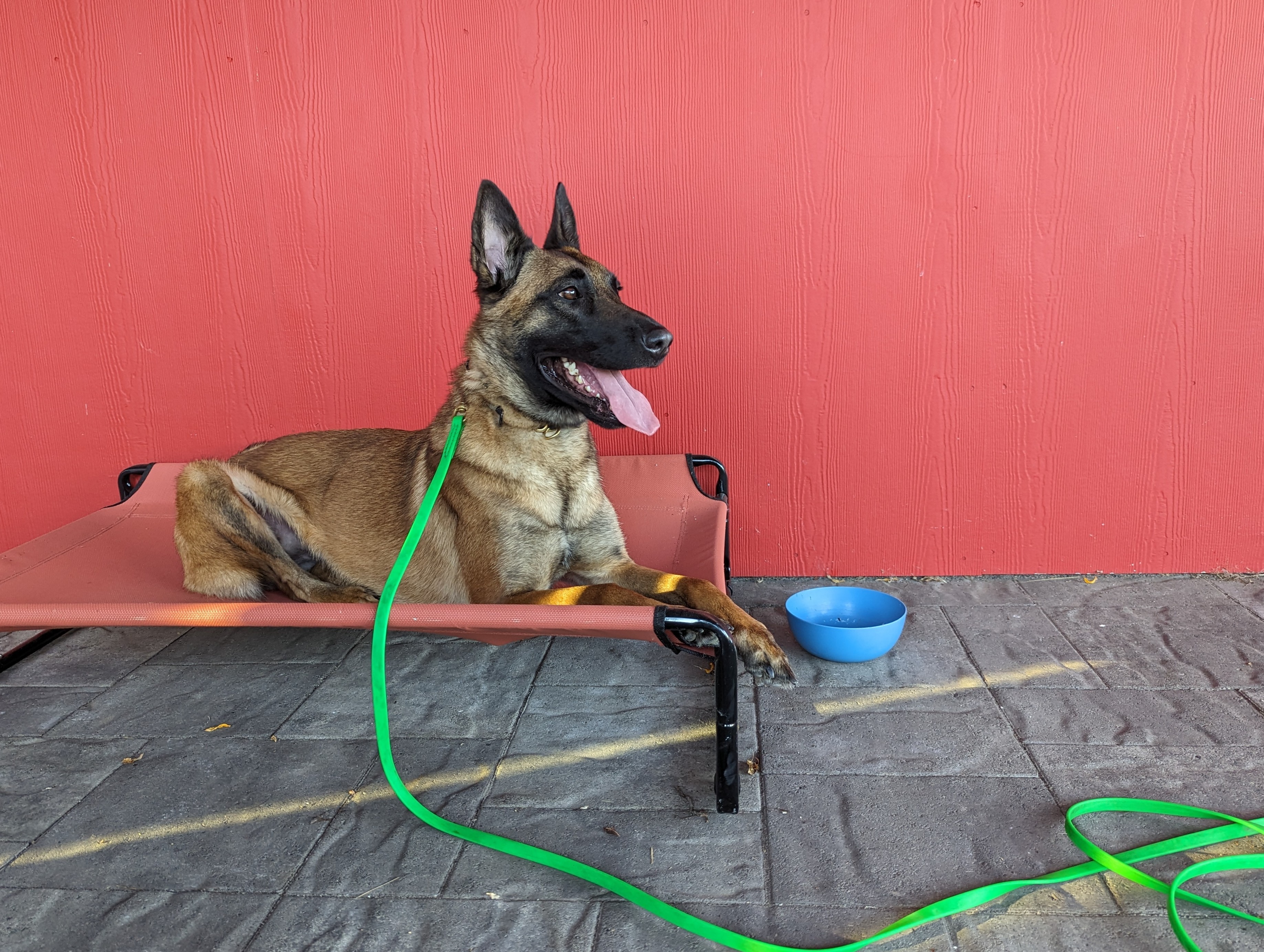 OD Rue, an adoptable Belgian Shepherd / Malinois in Vancouver, WA, 98686 | Photo Image 5