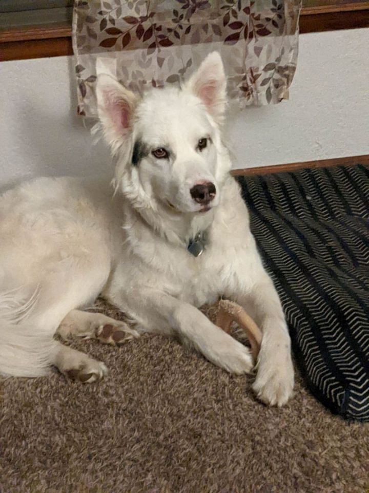 Fonzy, an adoptable Husky in Kiowa, OK_image-3