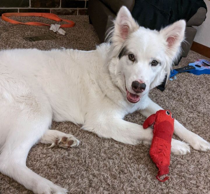 Fonzy, an adoptable Husky in Kiowa, OK_image-1