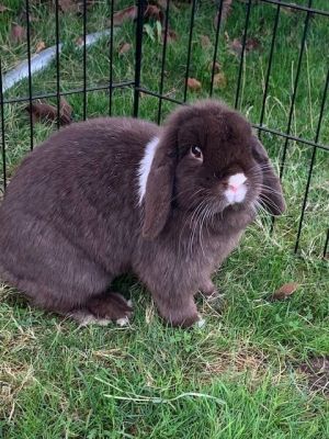 Meet Crystal an adorable Holland Lop rabbit who came from a bad hoarding situation but has since bl